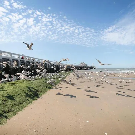 Apartman In Near The